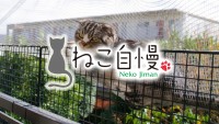 ねこ自慢_02